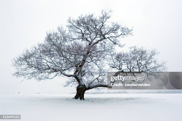 snowy tree - bare tree silhouette stock pictures, royalty-free photos & images