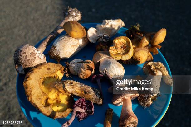 Various types of wild foraged mushrooms colledted by a fungi forager on 17th October 2021 in Hereford, United Kingdom. A forager is a person who...