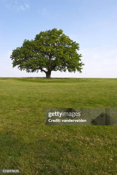 a summer oak tree on a sunny day - durability stock pictures, royalty-free photos & images