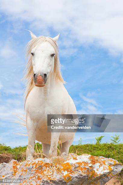 pony series - welsh pony stockfoto's en -beelden