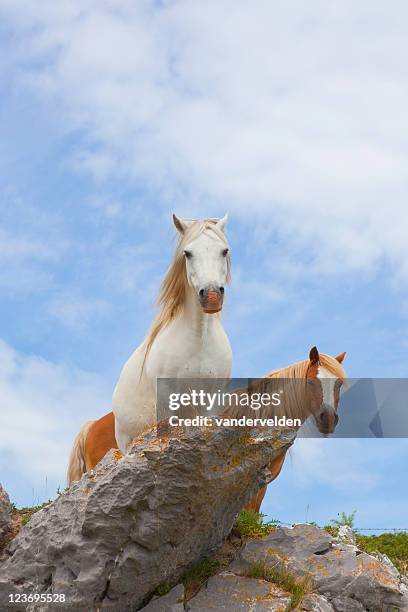 clifftop ponies - welsh pony stock pictures, royalty-free photos & images