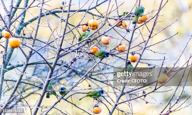 Birds enjoy eating persimmon meat on a farm persimmon tree in Chongqing, China, On Dec. 2, 2021.