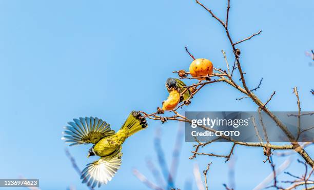 Birds enjoy eating persimmon meat on a farm persimmon tree in Chongqing, China, On Dec. 2, 2021.