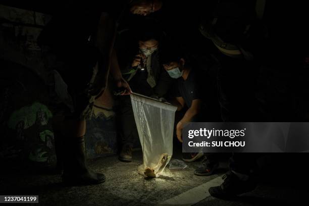 This picture taken on November 27, 2021 shows Group of volunteers and students observing the Cane Toads they captured in near by farmland in Nantou...