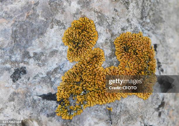 Lichens are seen on rocks in Jining, Shandong Province, China, On December 4, 2021. Lichens are interdependent symbionts formed by fungi and certain...