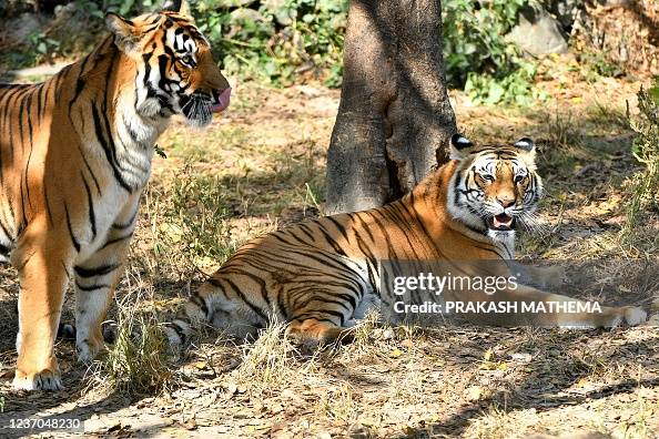 NEPAL-ENVIRONMENT-CONSERVATION-TIGER NEPAL-ENVIRONMENT-CONSERVATION-TIGER