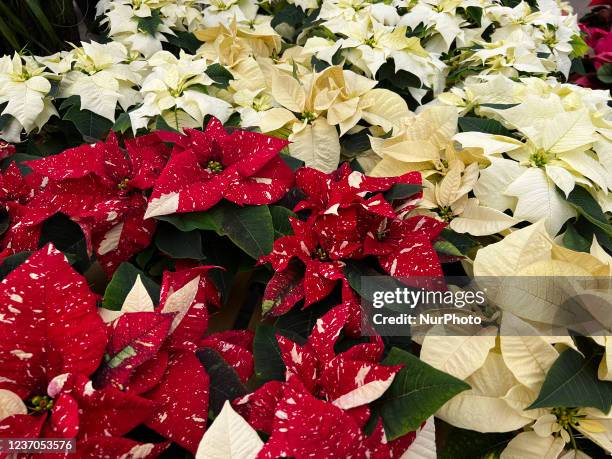 Poinsettia plants displayed at a greenhouse ahead of the Christmas season in Unionville, Ontario, Canada, on December 04, 2021. Poinsettias are...