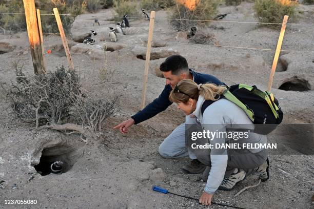 Scientists Pablo Borboroglu and Laura Reyes check a nest of Magellanic penguins in Punta Clara, some 18 km from Punta Tombo National Reserve in the...