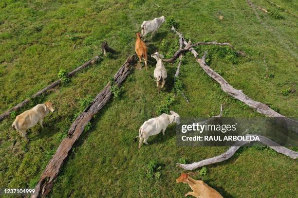 Aerial view of cows amid deforested tree trunks, in Guaviare department, Colombia, on November 4, 2021. - The Colombian Amazon is experiencing...