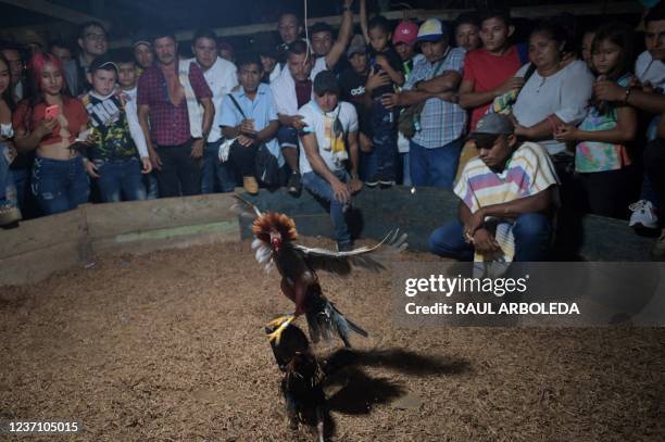 Locals prepare a cock for cockfighting, as part of their festivities in Guaviare department, Colombia, on November 6, 2021. - The Colombian Amazon is...