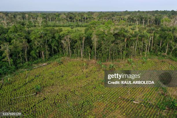 Aerial view of a coca field and remains of deforested trees in Guaviare department, Colombia, on November 4, 2021. - The Colombian Amazon is...