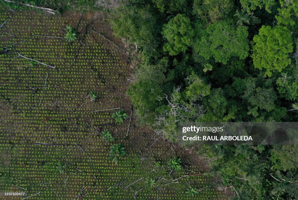 TOPSHOT-COLOMBIA-DEFORESTATION-COCA-LIVESTOCK