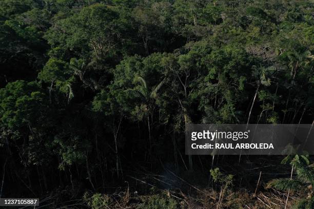 Aerial view of trees which were cut down to plant coca in San Jose del Guaviare, Colombia, on December 6, 2021. - The Colombian Amazon is...