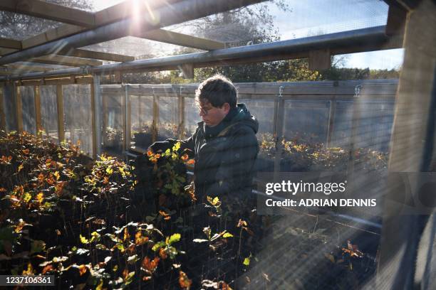 Tree Nursery Officer Darryl Beck examines Oak tree saplings placed in cages to provide protection from wildlife, at Moor Trees nursery near Totnes,...