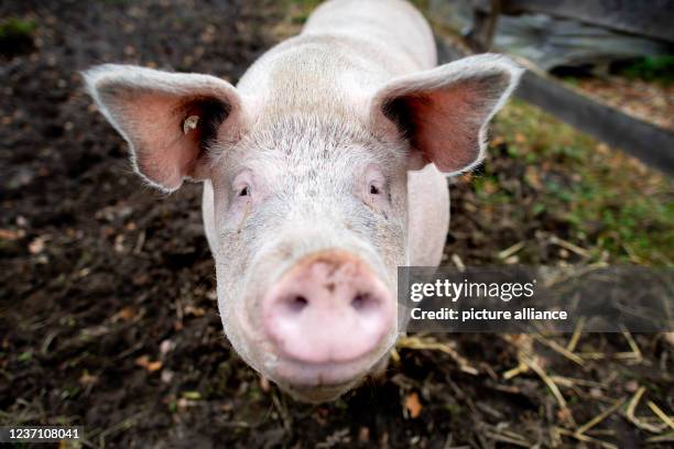 November 2021, Lower Saxony, Strackholt: The former fattening pig Rosalie is on a farm in a pasture. As a piglet, Rosalie ran away while being loaded...