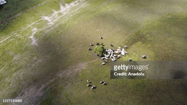 The Colombian Cowboys the stretching grassland plains, are seen practicing a kind of cattle ranching for centuries near the Venezuelan Border at...