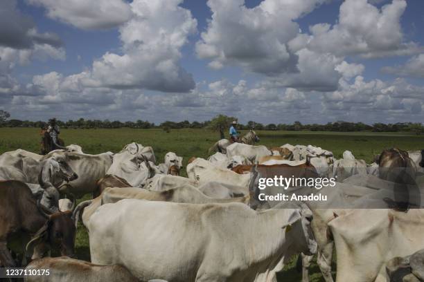 The Colombian Cowboys the stretching grassland plains, are seen practicing a kind of cattle ranching for centuries near the Venezuelan Border at...