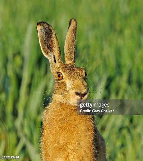 hare [lepus europaeus] - brown hare stockfoto's en -beelden