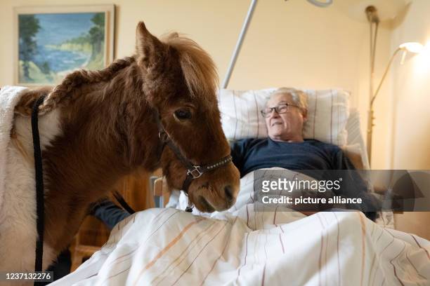 December 2021, Lower Saxony, Rosdorf: Erwin Seidler, a resident at the Johannishof elderly care centre, lies in his hospital bed and strokes the pony...