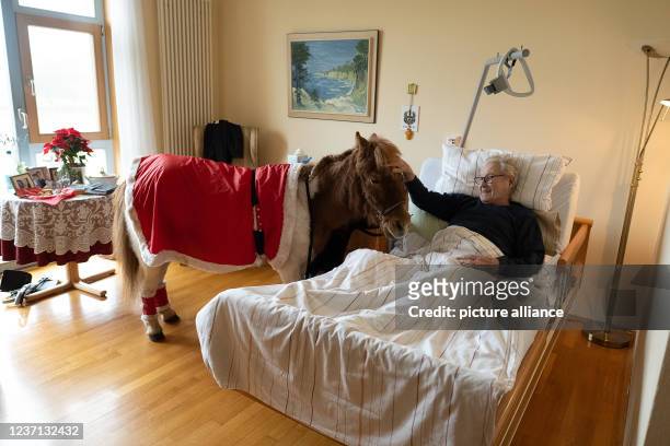 December 2021, Lower Saxony, Rosdorf: Erwin Seidler, a resident at the Johannishof elderly care centre, lies in his hospital bed and strokes the pony...