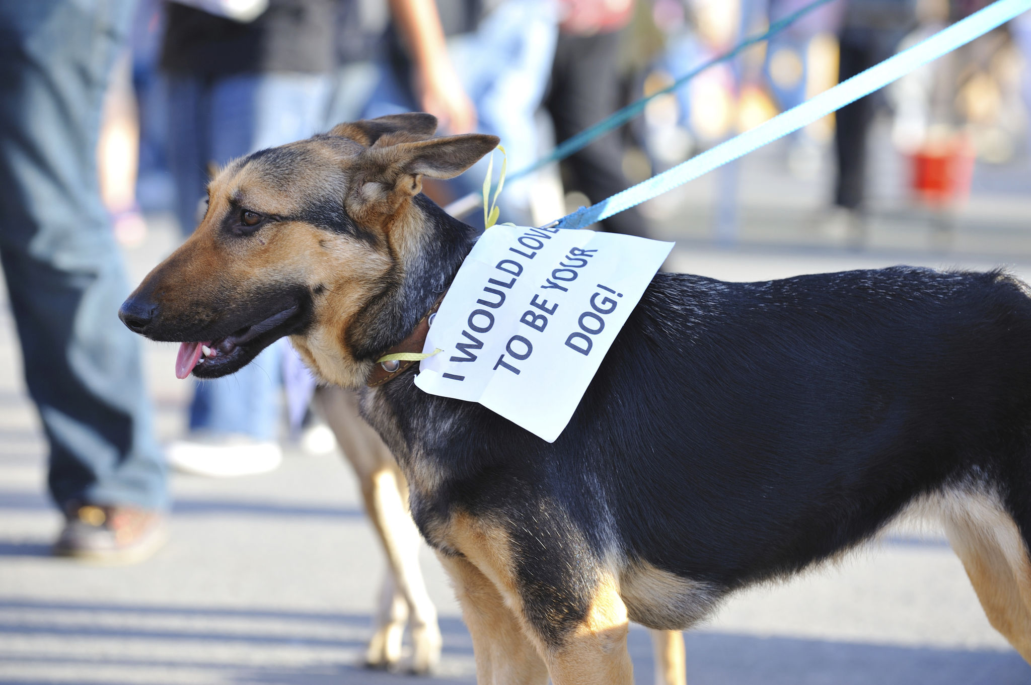 dog registration
