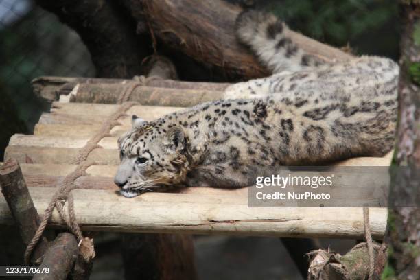 21 Himalayan Snow Leopard Photos and Premium High Res Pictures - Getty  Images