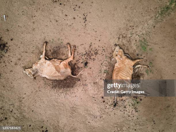 In this aerial view, dead cattle lie on the side of the road near Kumuhumato village on December 9, 2021 in Garissa County, Kenya. A prolonged...