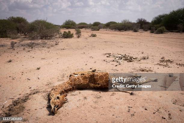 Giraffe lies dead in the road on December 9, 2021 in Wajir County, Kenya. A prolonged drought in the country's north east has created food and water...