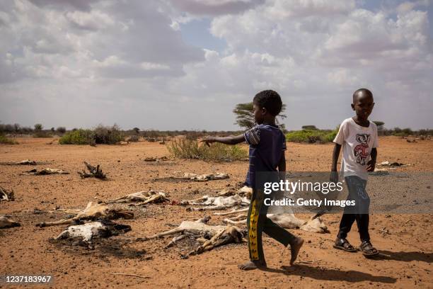 Children walk among dead goats that lie on the outskirts of Eyrib village on December 10, 2021 in Wajir County, Kenya. A prolonged drought in the...