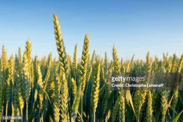 close up of a wheat ear in seine et marne, france - kornfeld stock-fotos und bilder