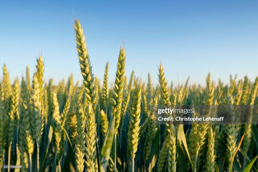 Close up of a wheat ear in Seine et Marne, France