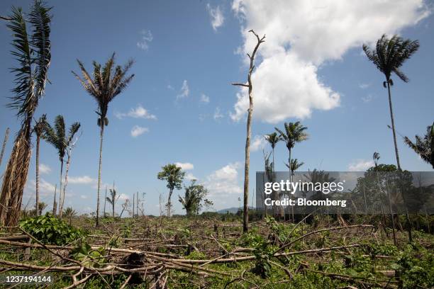 Deforested area near El Capricho, Guaviare department, Colombia, on Thursday, Nov. 11, 2021. Since the 2016 peace deal was reached between the...