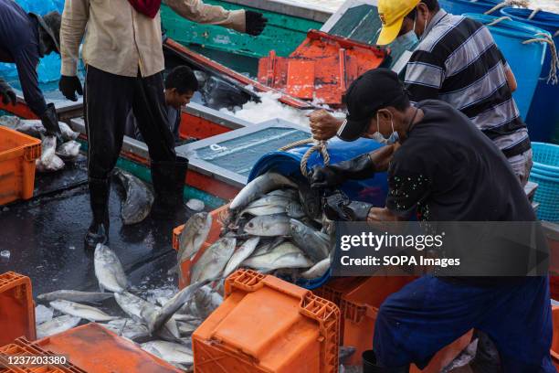 Unloading Fish 2,465 Unloading Fish Stock Photos, High-Res Pictures, and Images ...