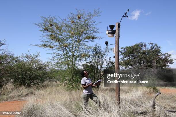 December 2021, South Africa, Kalahari: Animal conservation physiologist Keafon Jumbam, who is studying the impact of climate change on the endangered...