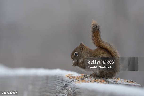 Squirrel eats grains left behind on a handrail by a sidewalk in downtown Edmonton. Monday, December 13 in Edmonton, Alberta, Canada.