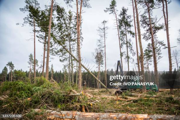 Logging machinery is seen in a forest as a tree falls near Kernu in Harju county in northern Estonia on October 27, 2021. - Environmentalists warn...