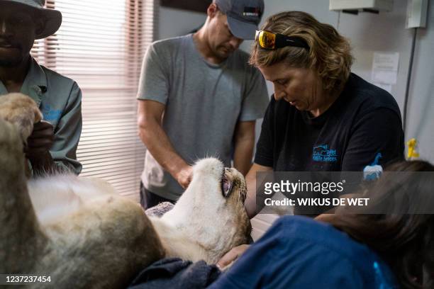Wildlife veterinary assistant Janelle Goodrich moves the head of a lioness before being operated on to sterilise her at the Provet Wildlife Services...