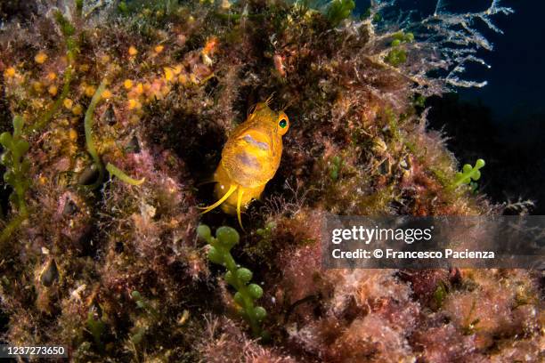 oro mediterraneo - black blenny stock pictures, royalty-free photos & images