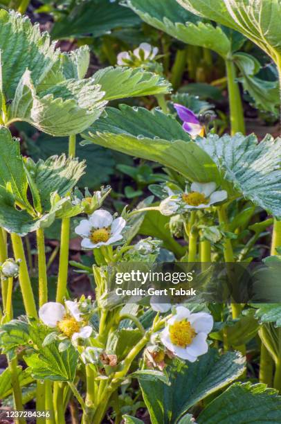 aardbeiplant in bloei - in bloei 個照片及圖片檔