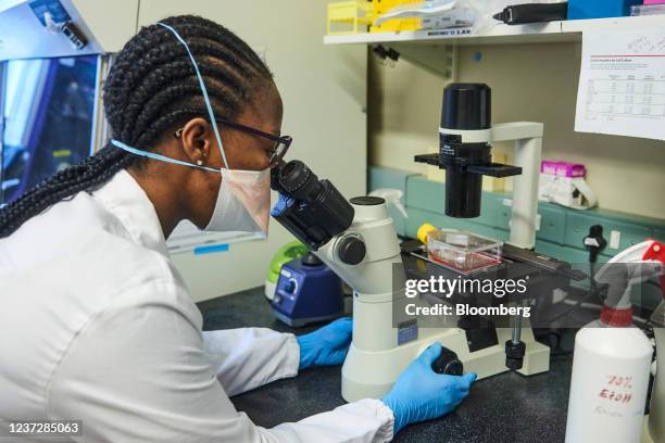 Technician uses a microscope to inspect samples during Covid-19 antibody neutralization testing in a laboratory at the African Health Research...