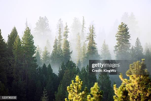 bosque - noroeste pacífico de los estados unidos fotografías e imágenes de stock