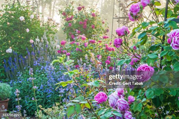 rozentuin in de ochtendnevel - rose garden stock pictures, royalty-free photos & images