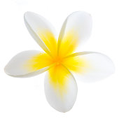 A yellow and white frangipani flower