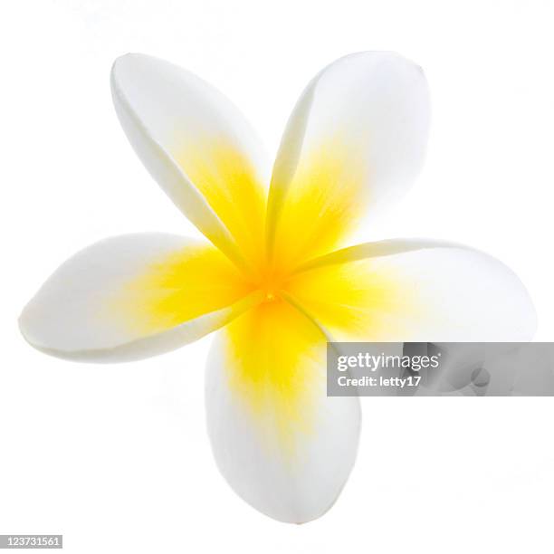 a yellow and white frangipani flower - frangipane stock pictures, royalty-free photos & images