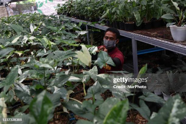 Gardeners inspect potted plants at the Minaqu Home Indonesia Green House in Bogor, West Java on December 18, 2021. Minaqu Indonesia propagates...