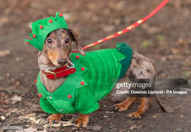 Dressed as Christmas elf, at the annual Hyde Park Sausage Walk, in Hyde Park, London, as dachshunds and their owners meet up to celebrate the...