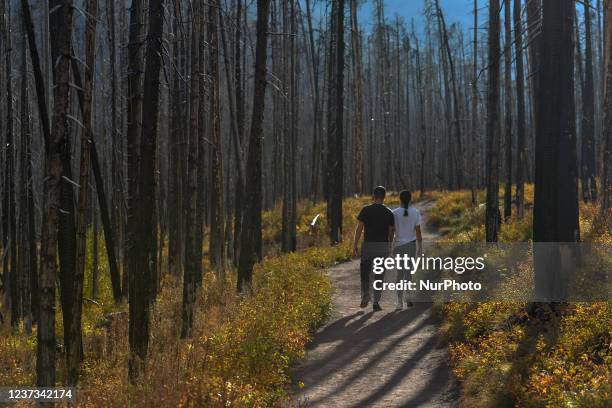Couple of visitors walking in a burned forest near Blakiston Falls in Waterton Lakes National Park. On Tuesday, 5 October 2021, in Waterton, Alberta,...