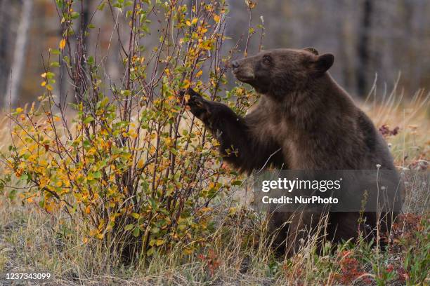 An American black bear feasts on forest berries at Waterton Lakes National Park. On Tuesday, 5 October 2021, in Waterton, Alberta, Canada.