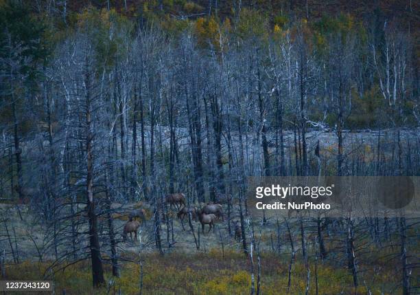 Herd of Elks seen inside a burned forest at dusk, along the Red Rock Parkway inside Waterton Lakes National Park. On Tuesday, 5 October 2021, in...