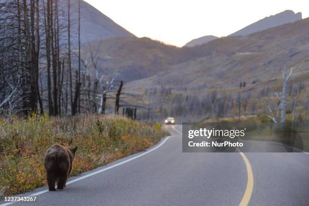 An American black bear walks along the Red Rock Parkway inside Waterton Lakes National Park. On Tuesday, 5 October 2021, in Waterton, Alberta, Canada.